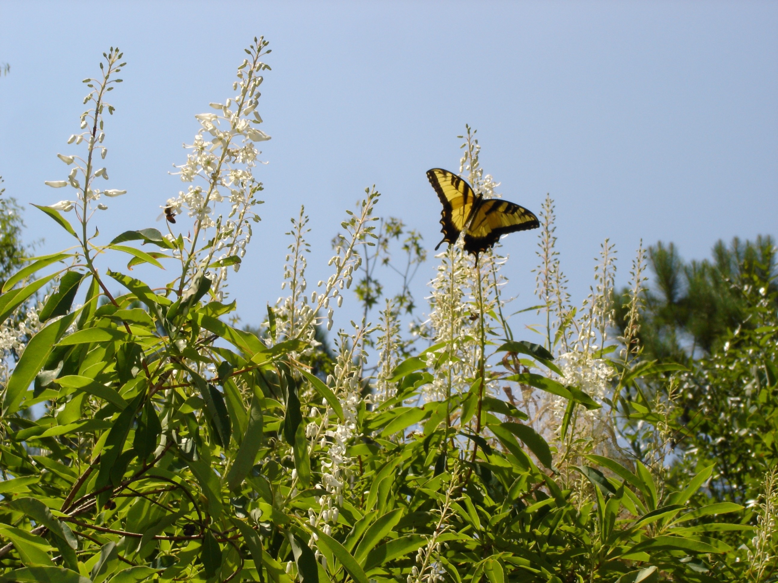 Tiger Swallowtail at Broxton Rocks